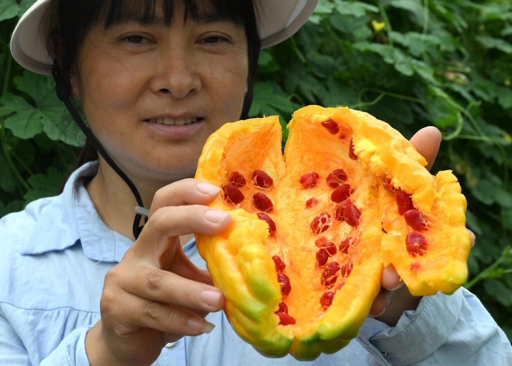 잘 익은 여주 씨앗 보여주는 직원