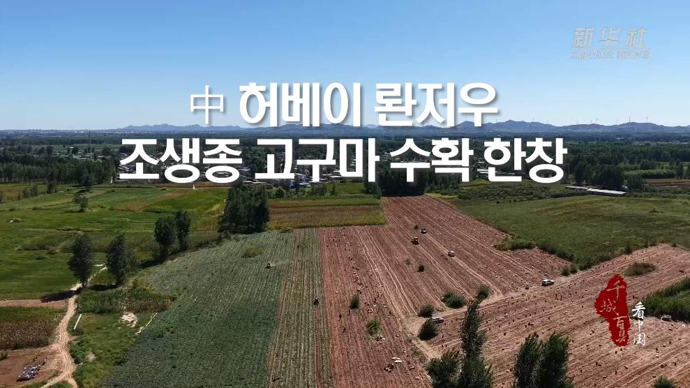 中 허베이 롼저우, 조생종 고구마 수확 한창