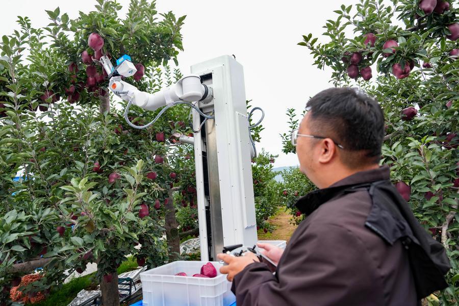 간쑤(甘肅)성 톈수이(天水)시 화뉴(花牛∙톈수이시 특산품)사과 재배기지에서 로봇을 조작해 사과를 수확하는 기술자. (사진/신화통신)