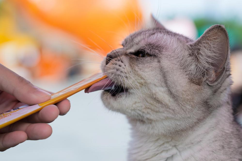 맛있게 냠냠~ 츄르 먹는 길고양이